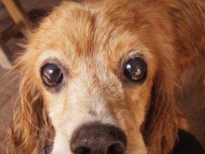 Animal Cruelty Essays Animal Cruelty Essays