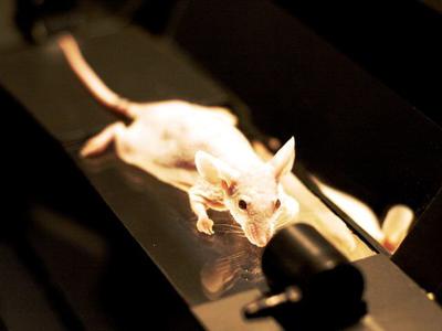 should animal testing be allowed essay