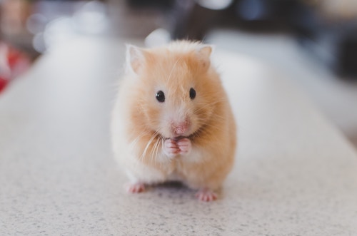 Animal testing essay: In this essay, you are asked to discuss the arguments for and against animal testing, and then give your own conclusions on the issue.  This means you must look at both sides of the issue and you must also be sure you give your opinion too.