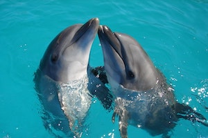 Dolphins Lecture IELTS Listening