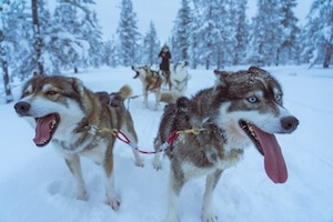 Sled Dogs IELTS Reading Practice
