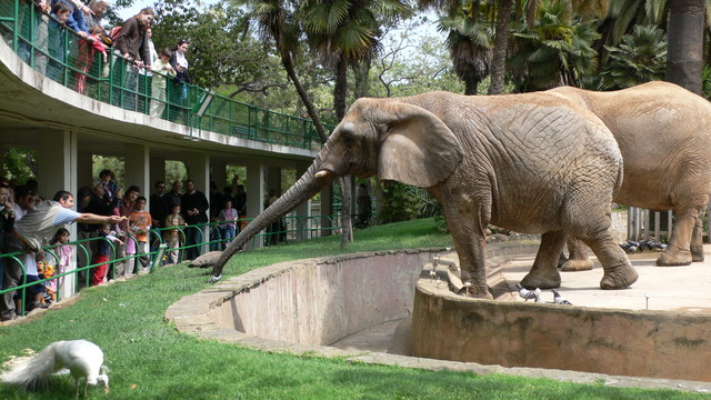 ielts essay keeping animals in zoos