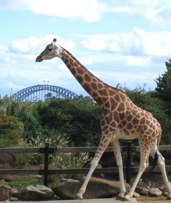 A giraffe at the zoo